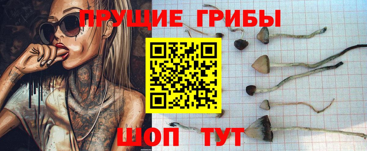 Псилоцибиновые грибы GOLDEN TEACHER  Вход с VPN  как найти закладки  Волжск  Псилоцибиновые грибы Magic Shrooms 
